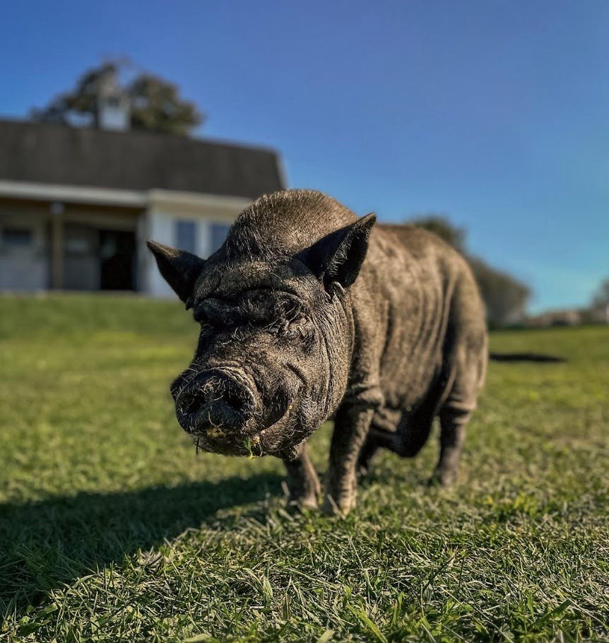 VIDEO: A “Beloved” RI Rescue Pig Who Beat the Odds Has Passed Away
